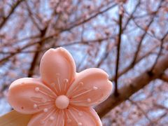 -桃花堤公园