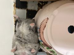 -严国平动物医院(德政总院)