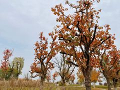 -汉长安城未央宫国家考古遗址公园
