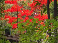 -攀枝花公园
