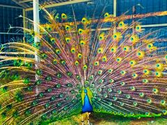 -西霞口神雕山野生动物世界