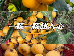 -塘栖枇杷特色园区