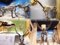 -国家自然博物馆