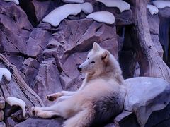 -上海海昌海洋公园-冰山北极馆