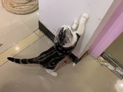 -70cat德文卷毛猫·缅因猫纯种猫舍