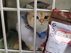-半岛宠物医院24小时·内窥镜·牙科·碎石中心(府城大道店)