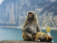 -白帝城·瞿塘峡景区