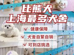 -萌宠之家·腊肠犬·马尔泰·小体犬舍