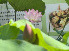 -荔湾湖公园