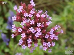 -紫海香堤香草艺术庄园