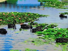 -上海辰山植物园