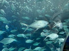 -上海海洋水族馆