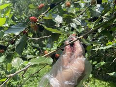 -同銮特种养殖场·龙虾垂钓