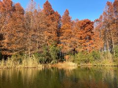 -溱湖国家湿地公园