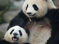 -成都大熊猫繁育研究基地