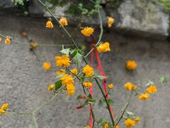 -渔梁坝