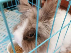 -志龙皇冠吃货椰子铺