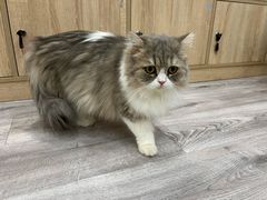 -BABIT巴比特宠物(MOMOPARK店)