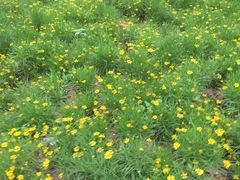 -松山湖梦幻百花洲