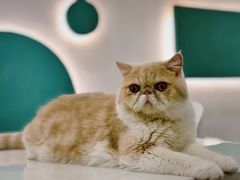 -飞行喵MR PILOT|猫舍·猫咖(静安大融城店)