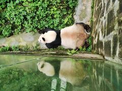 -都江堰中华大熊猫苑