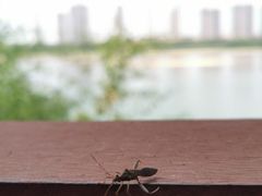 -马口生态公园