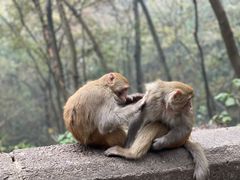 -黔灵山公园