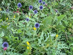 -白草畔自然风景区