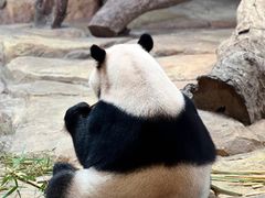 -广州长隆野生动物世界