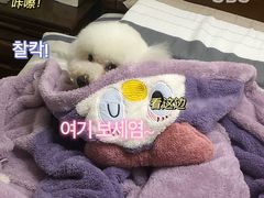 -佳雯宠物医院·皮肤科·内外科(春晓路分院)