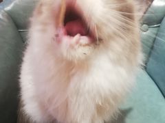 -猫色咖啡·猫咖