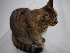 猫-砂锅李(九江路店)