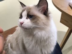 -藏猫猫咖啡主题馆(中央大道店)