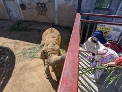 -西霞口神雕山野生动物世界