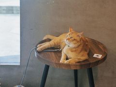 -Again Coffee Roaster(香蜜湖店)