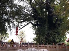 -大槐树寻根祭祖园
