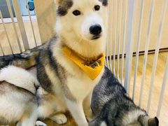 -Husky Go! 哈士奇体验馆·宠物咖啡厅狗咖
