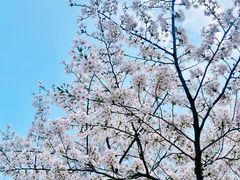 -顾村公园