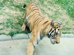 -北京野生动物园