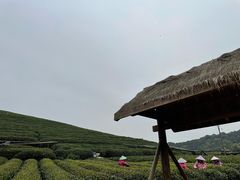 -龙坞茶村