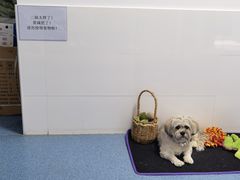 -北京赛佳动物医院