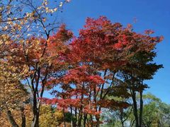 -北海道厅旧本厅舍(旧本庁舎)