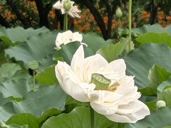 -莲花池公园