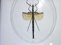 -上海昆虫博物馆