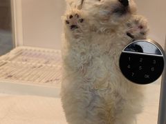 -翊宠yipet猫狗购宠庄园