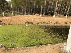 -东郊湿地公园