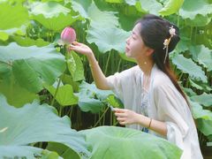 -陈家山荷花公园