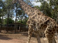 -清迈夜间动物园