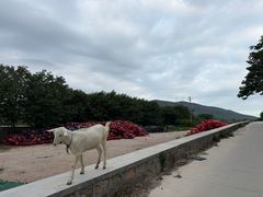 -长岛南北长山旅游景区