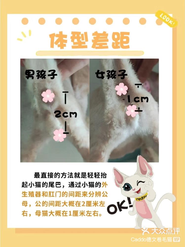 小德文关于小公猫和小母猫有哪些区别